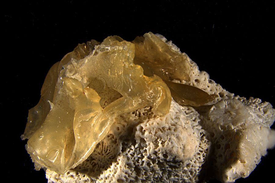 ‘Plasticorales’, la nueva forma de contaminación plástica en las costas de arrecifes de coral